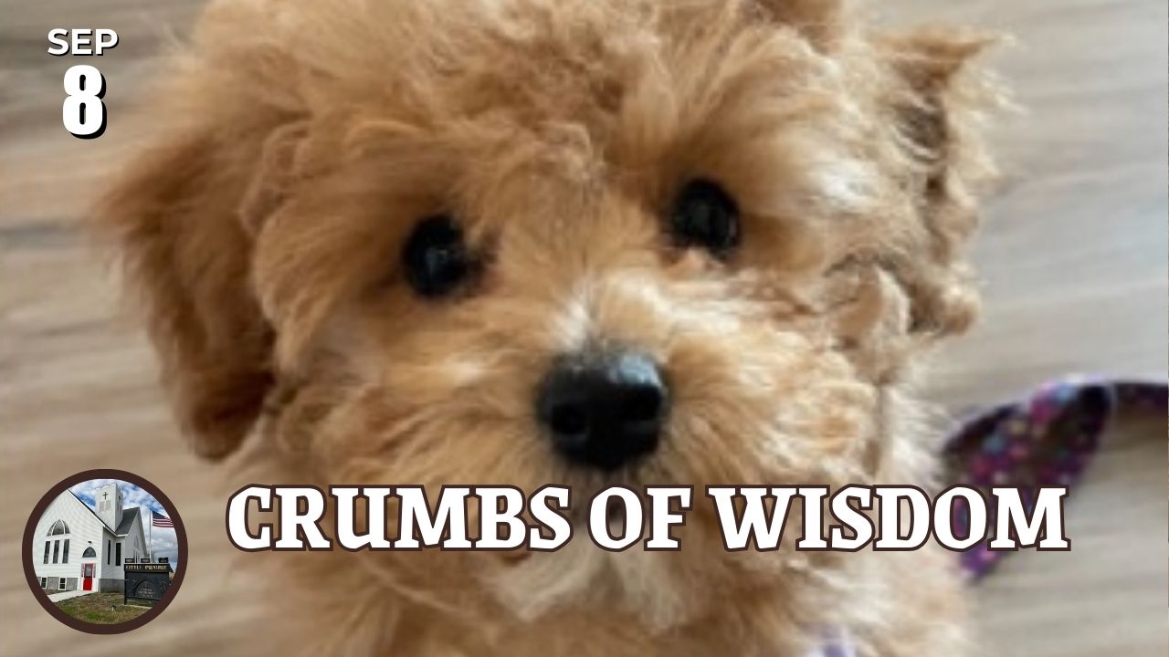 Puppy Face and words Crumbs of Wisdom