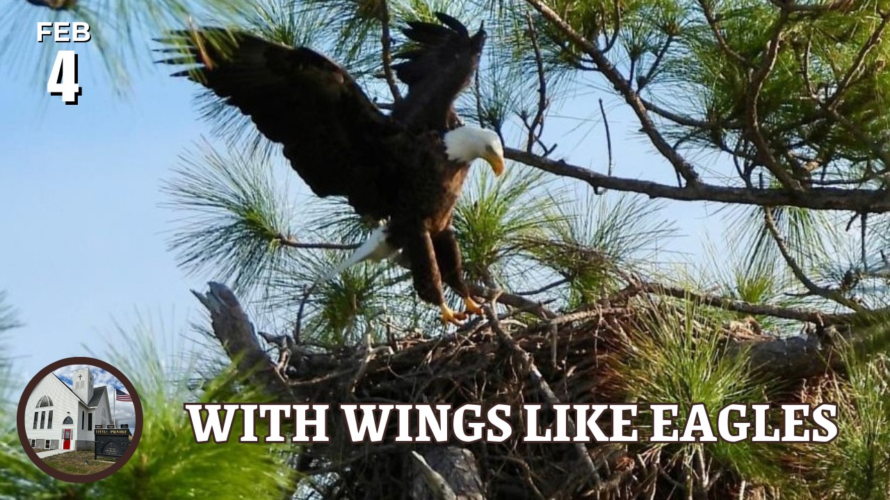 Eagle in trees