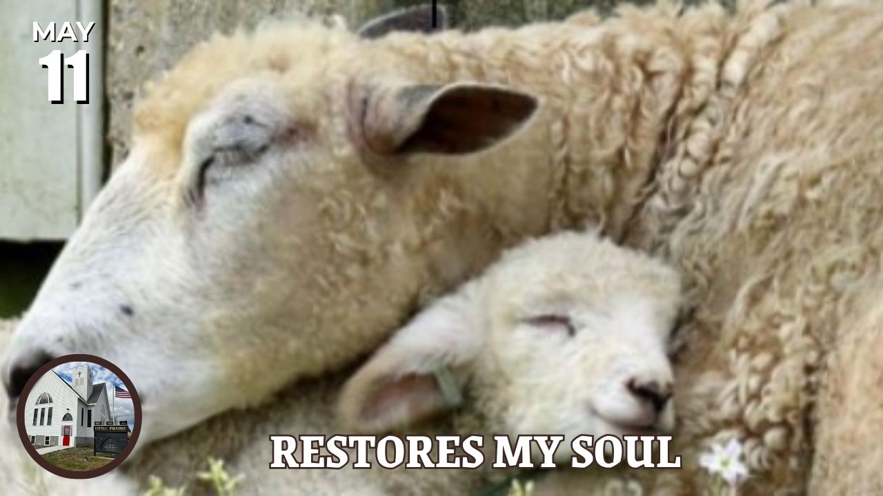 Ewe and baby lamb