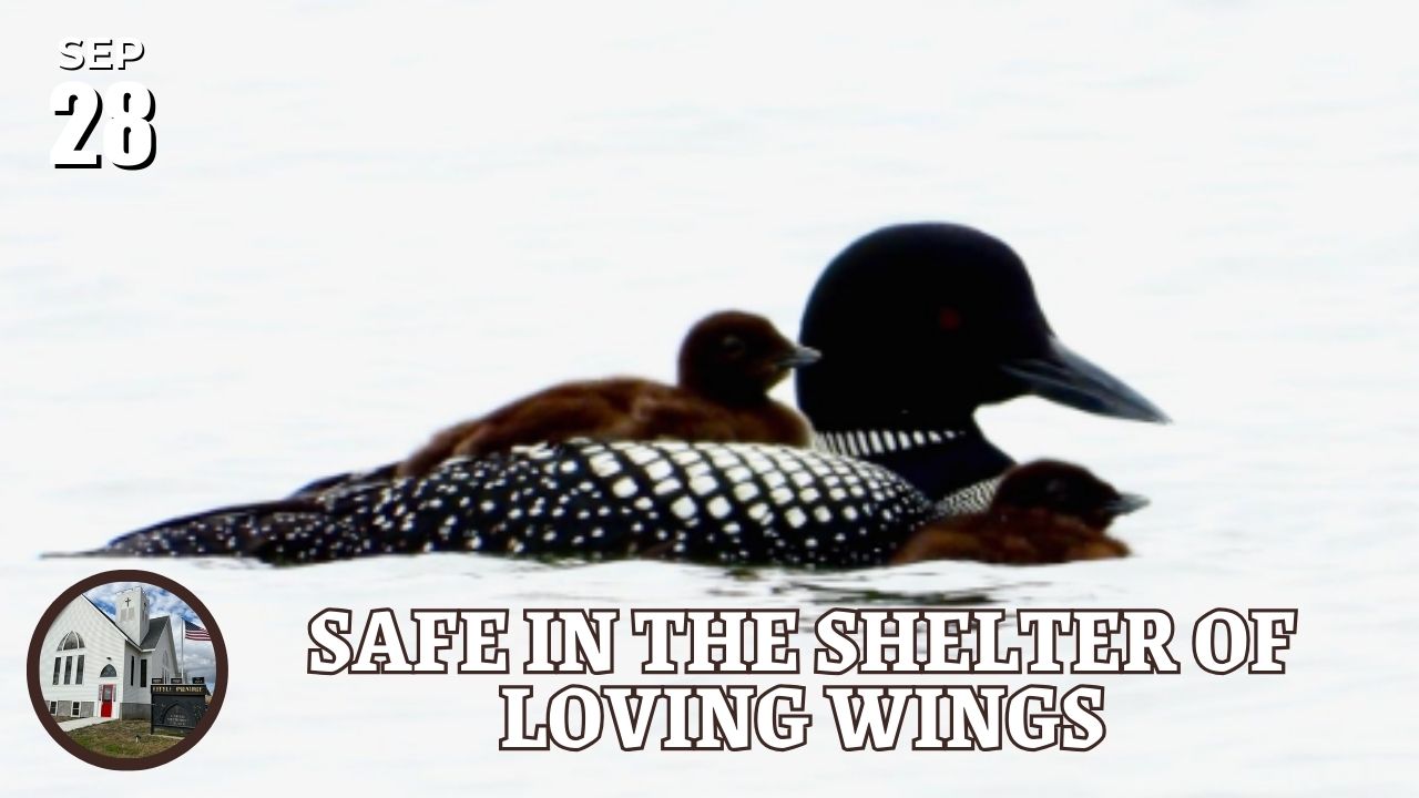 duck drake and duckling