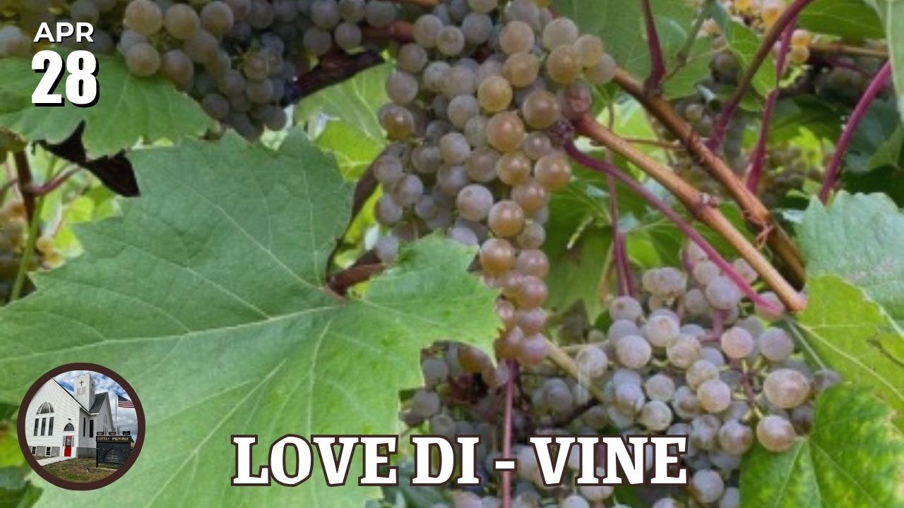 grapes on a vine