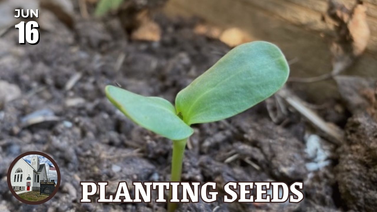 plant leaves emerging from soil