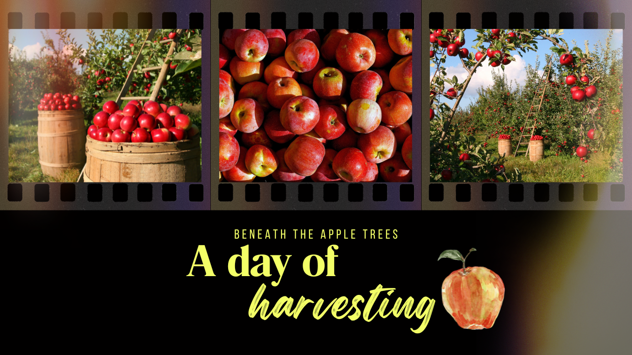 Apple picking