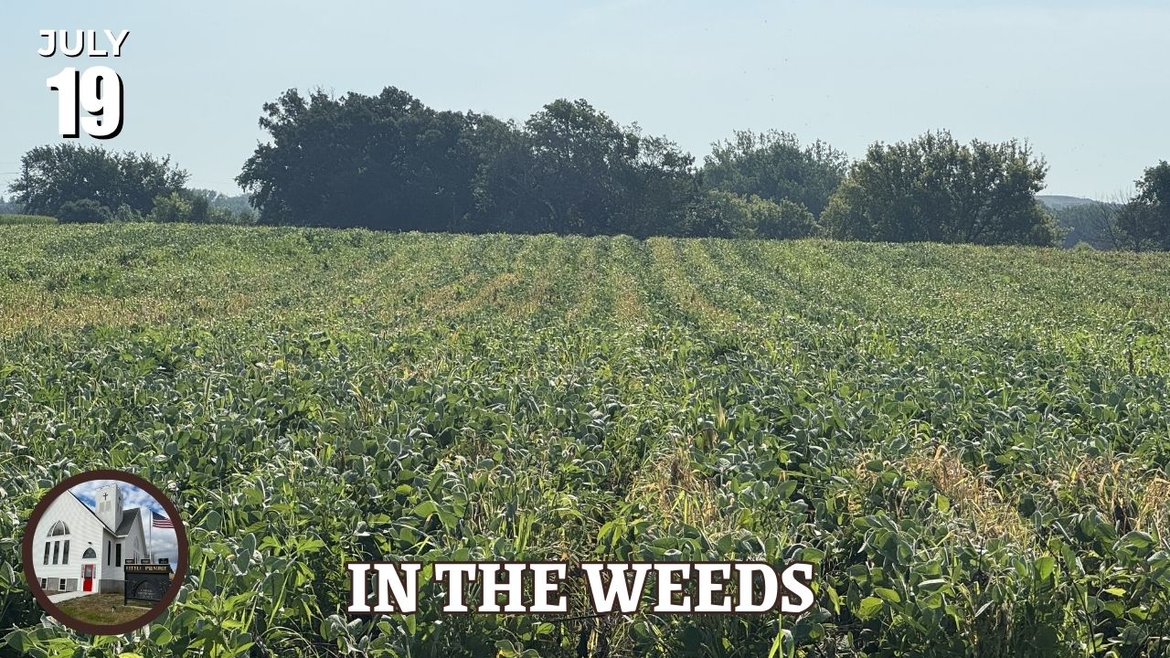 in the weeds
